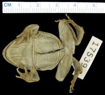 Media type: image; Herpetology A-17539